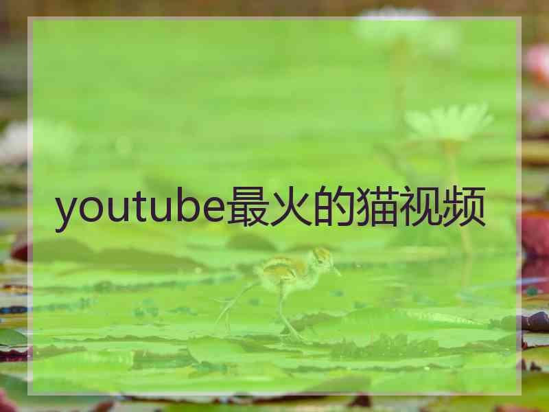 youtube最火的猫视频