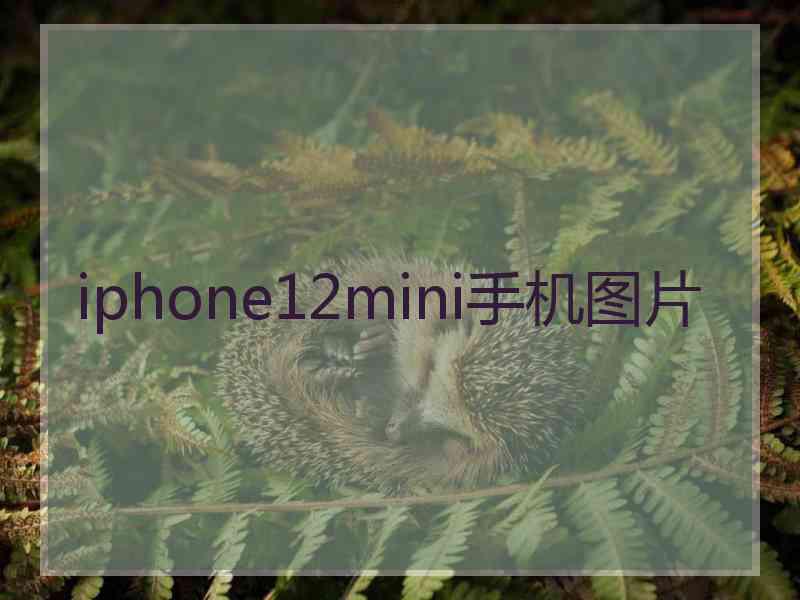 iphone12mini手机图片